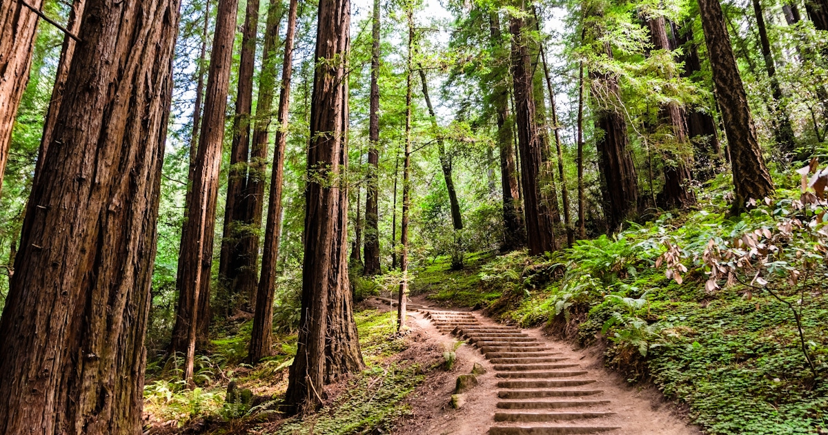 Muir Woods Tickets and Tours  musement