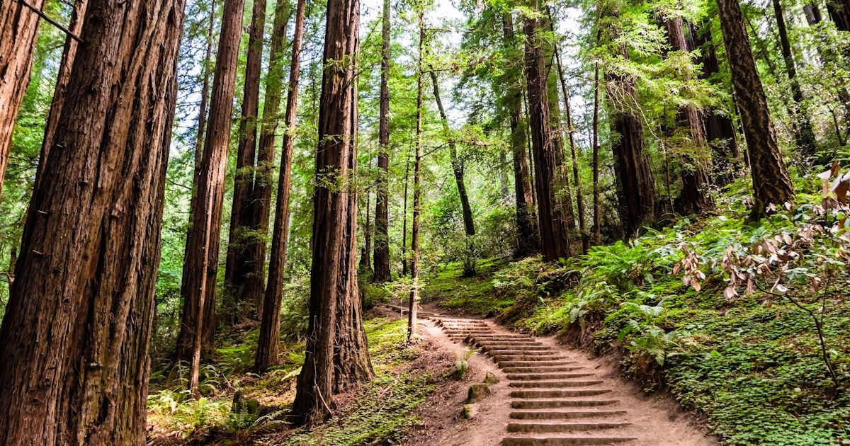 Muir Woods Tickets and Tours