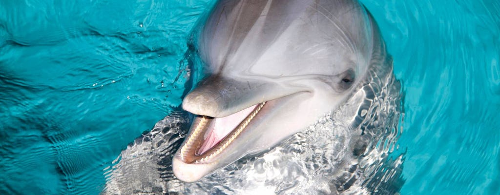 Dolphin Encounter Los Cabos