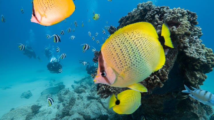Oahu shallow reefs diving or snorkeling tour