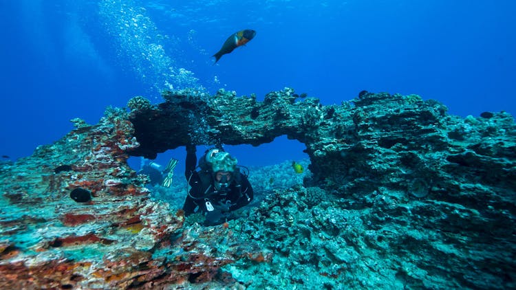 Oahu wreck and reef diving or snorkeling tour