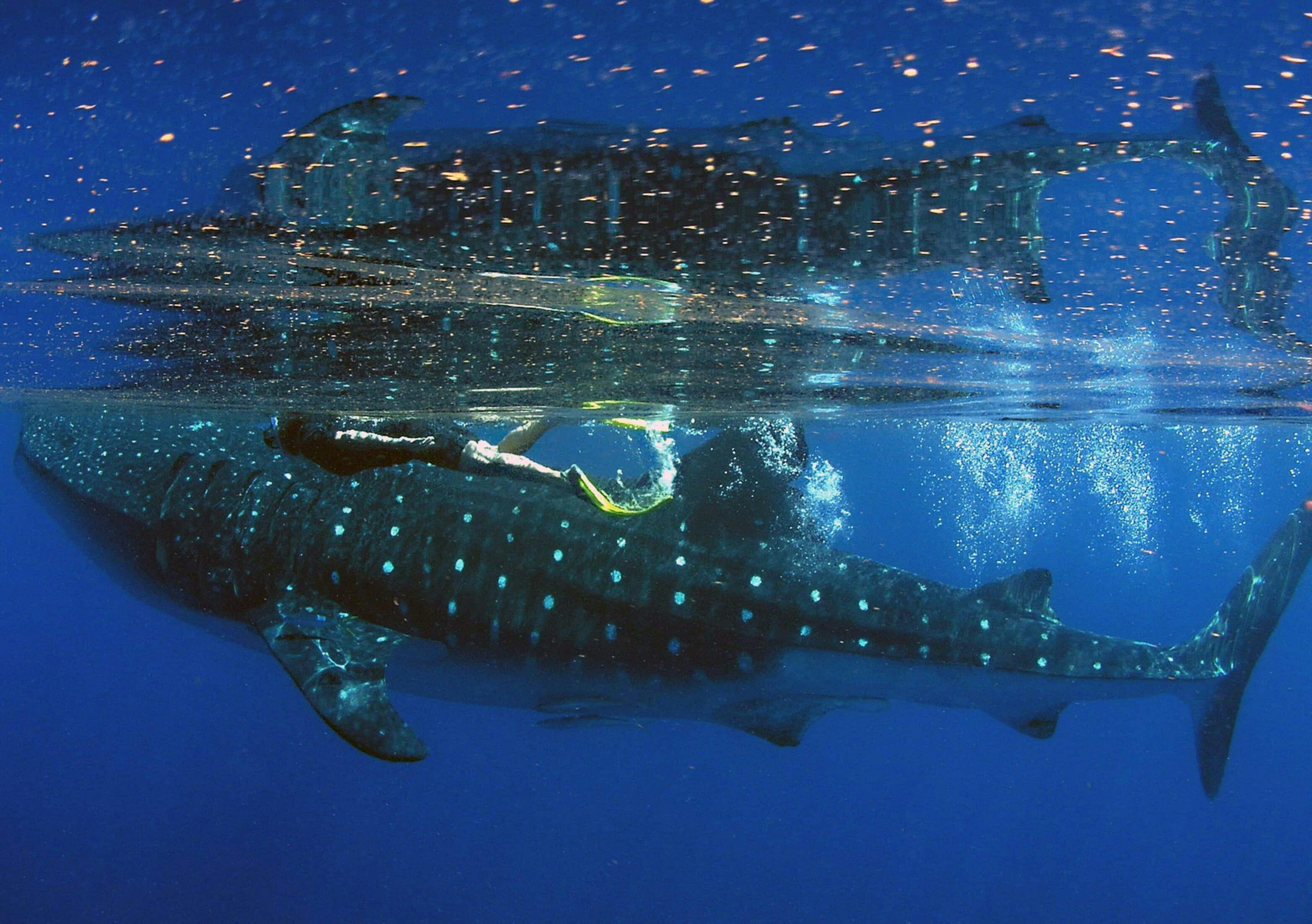 Snorkle med hvalhaier utenfor Cancun