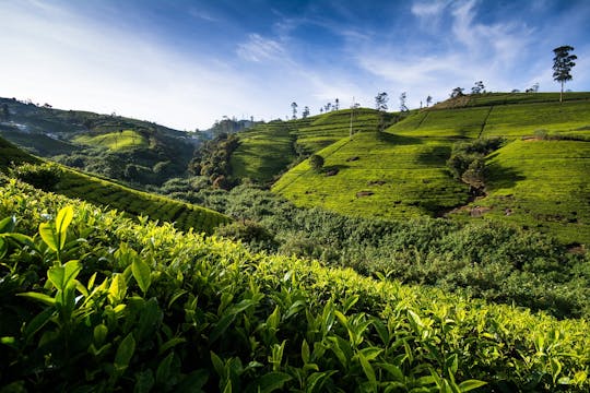 Wander- und Vogelbeobachtungstour von Nuwara Eliya