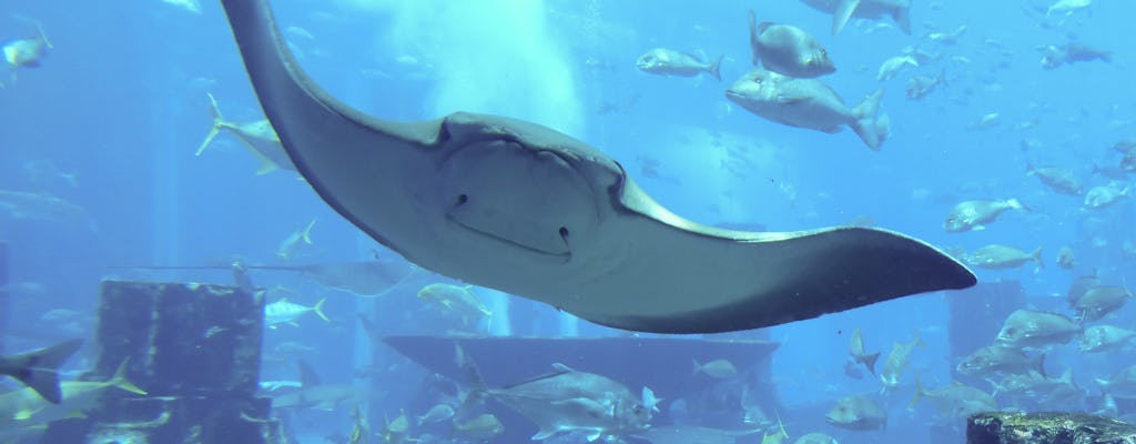 Atlantis niesamowite wrażenia z nurkowania z Dubaju?
