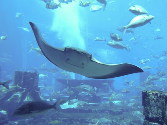 Atlantis niesamowite wrażenia z nurkowania z Dubaju?