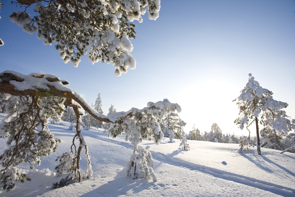 Winter activities in Saariselkä  musement