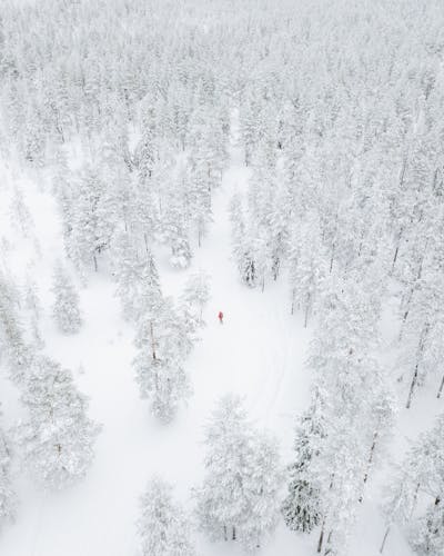 Saariselka photography tour by snowmobile sleigh