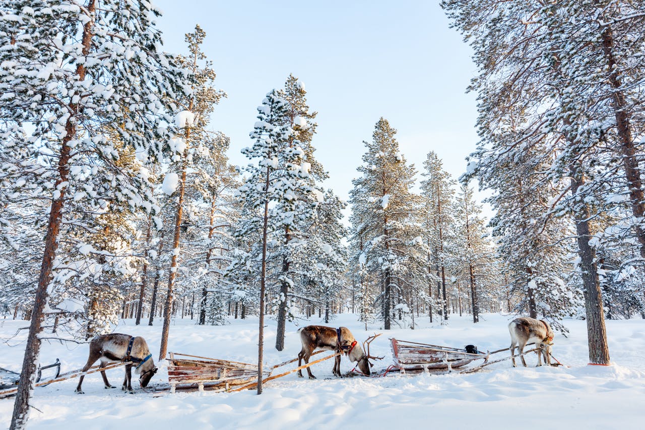 Guided reindeer experience in Levi