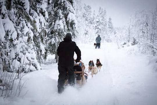 Passeio de trenó autônomo com huskies em Levi