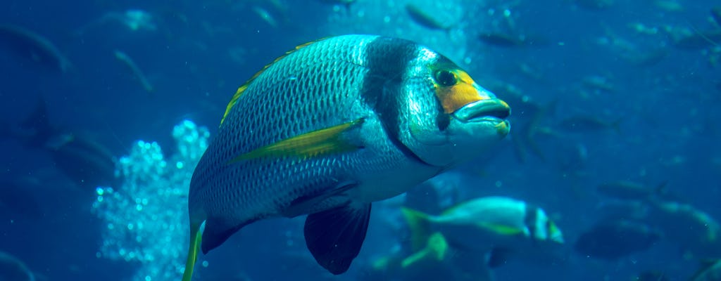 Entdecken Sie die Atlantis Fish Tales of Dubai