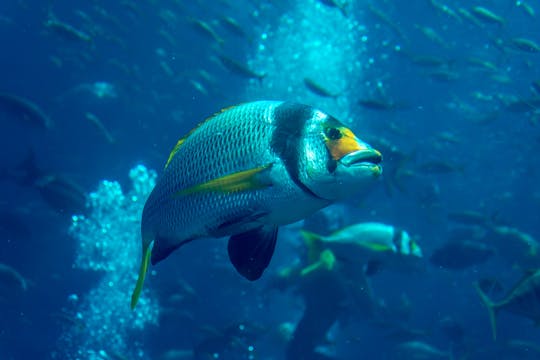 Descubre los Atlantis Fish Tales de Dubái