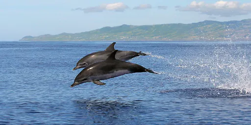 São Miguel Whale Watching & Islet Ticket