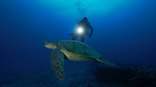 Plongée nocturne à Oahu