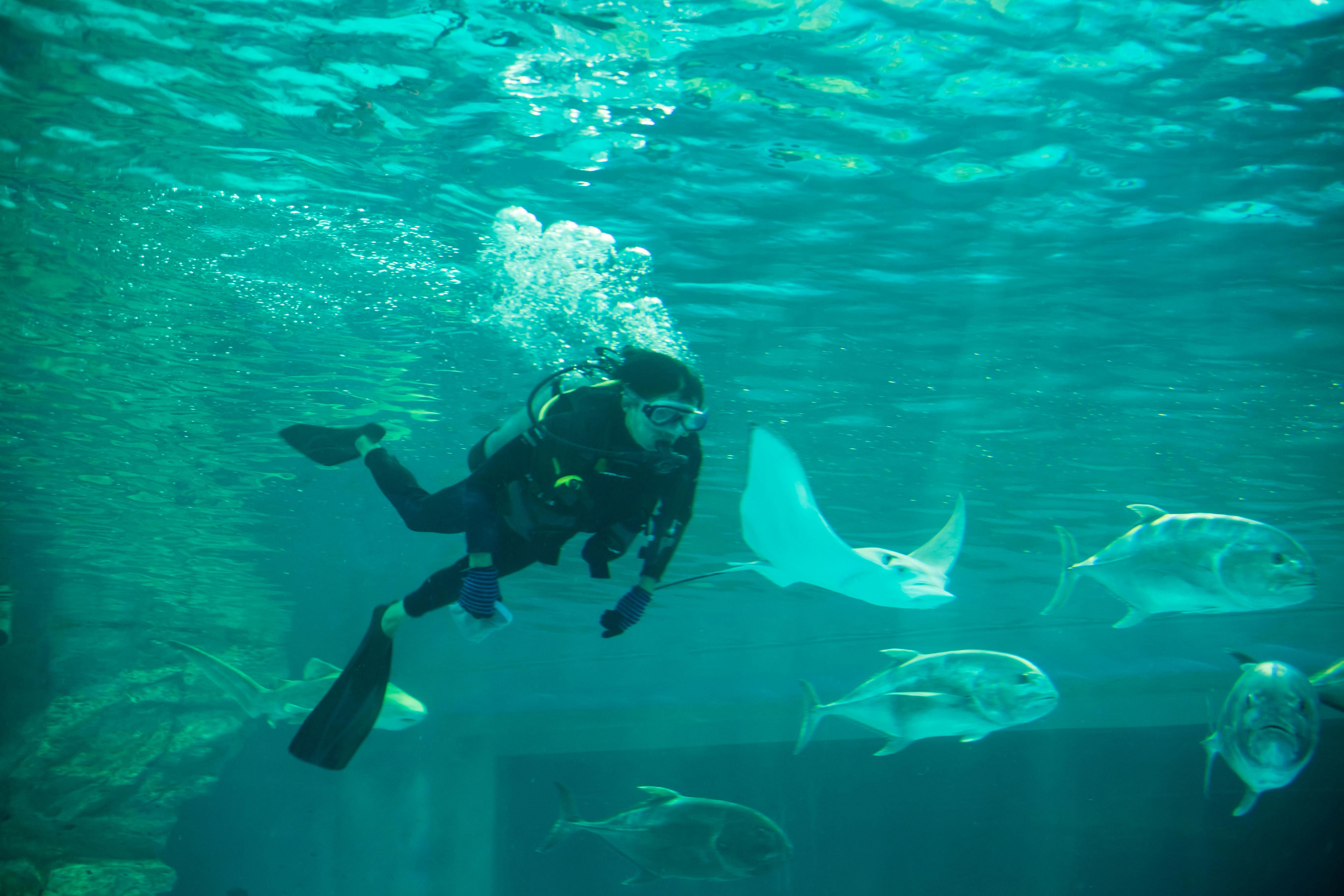 Experience the Atlantis Explorer certified scuba dive in Dubai