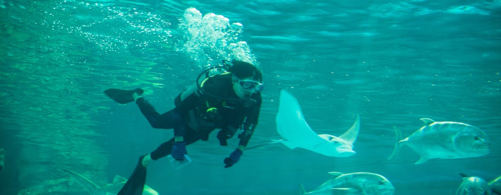 Przeżyj certyfikowane nurkowanie Atlantis Explorer w Dubaju