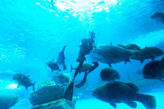 Experimente el buceo Atlantis Discover