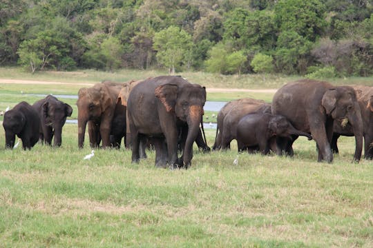 Excursão de um dia ao Parque Nacional Wilpattu saindo da região de Negombo