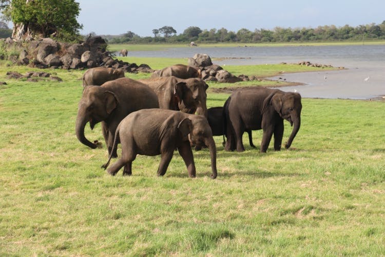 Wilpattu National Park private day tour from Negombo region