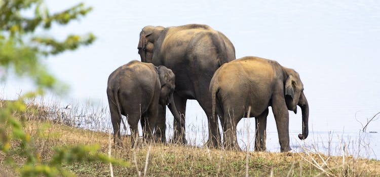 Udawalawe National Park private safari from Negombo region