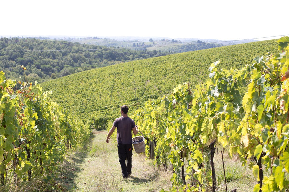 Chianti-Weinguttour mit Verkostung von 4 Weinen