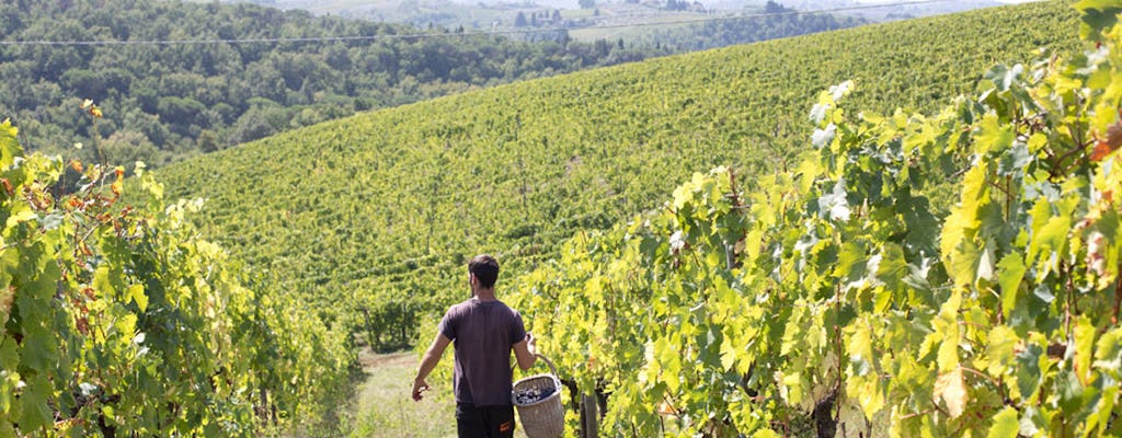 Tour pela vinícola Chianti com 4 degustação de vinhos