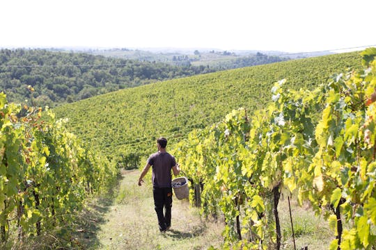 Chianti wijnmakerij tour met 4 wijnen proeven