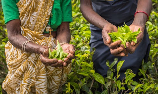 Nuwara Eliya tea trails cycling tour