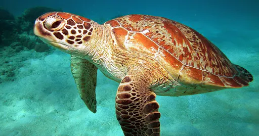 fareharbor-reefdaytripper|176571-304593