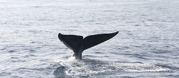 Mirissa whale watching experience from Galle region