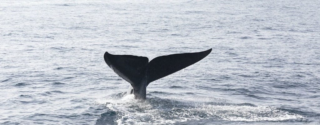 Esperienza di osservazione delle balene di Mirissa dalla regione di Galle
