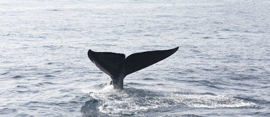 Esperienza di osservazione delle balene di Mirissa dalla regione di Galle