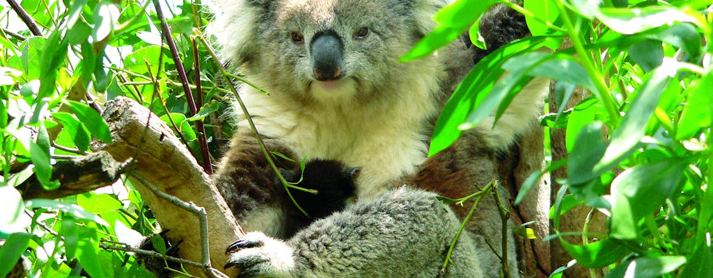 Descoberta de vida selvagem de 1 dia na Ilha Kangaroo