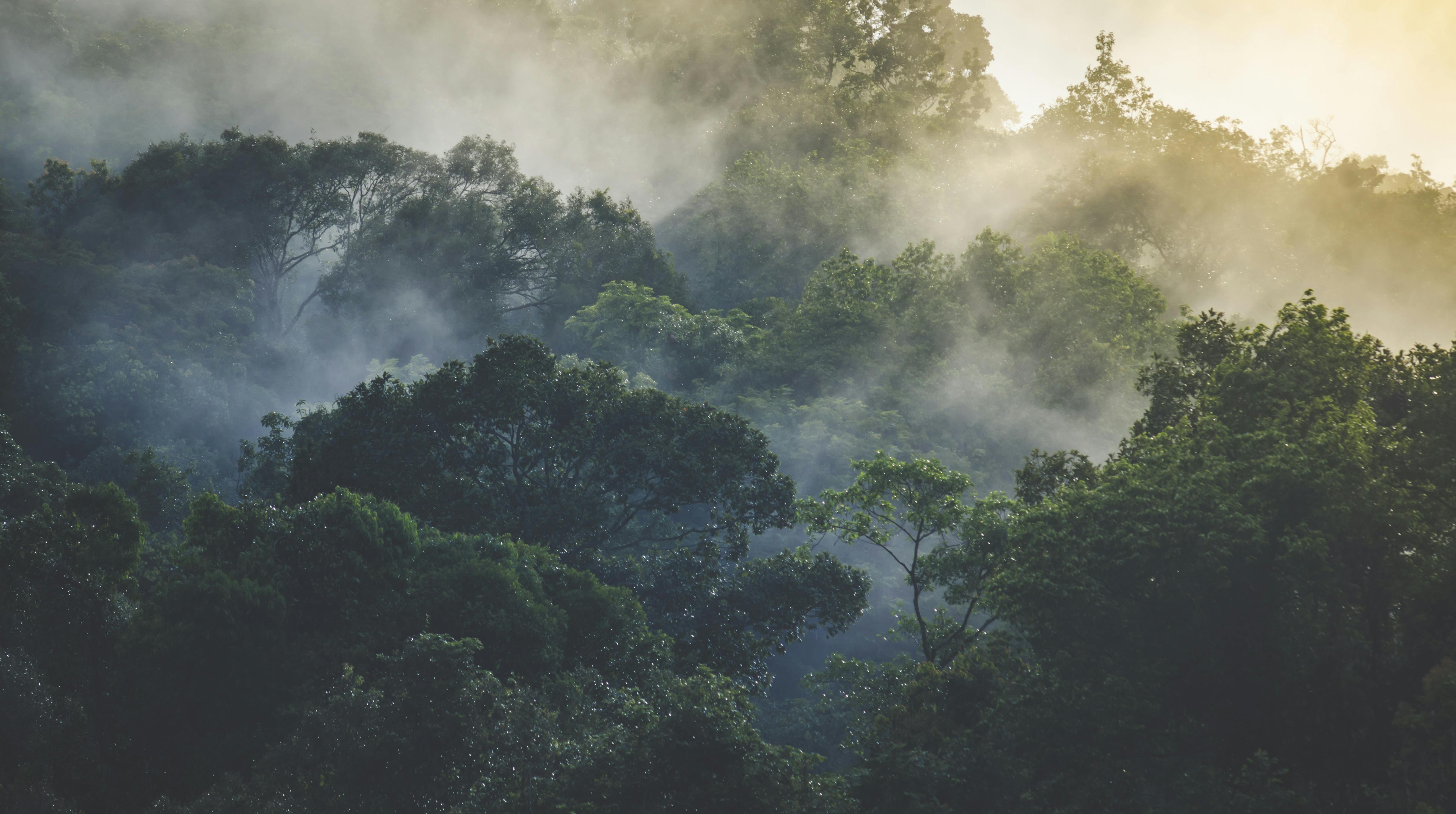 Trekking di mezza giornata nella foresta pluviale di Langkawi