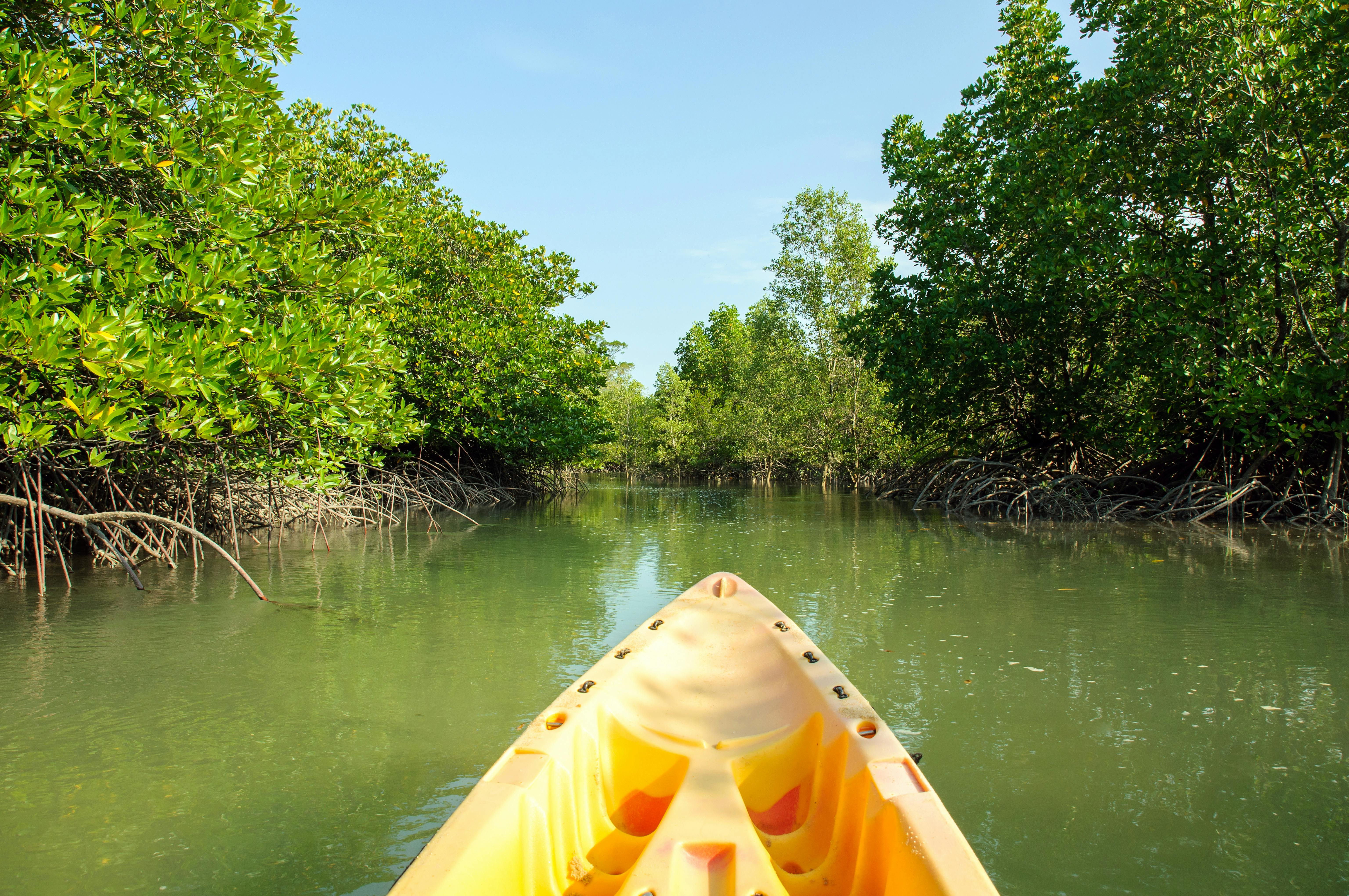 Langkawi mangrove river kayaking tour with home cooked lunch