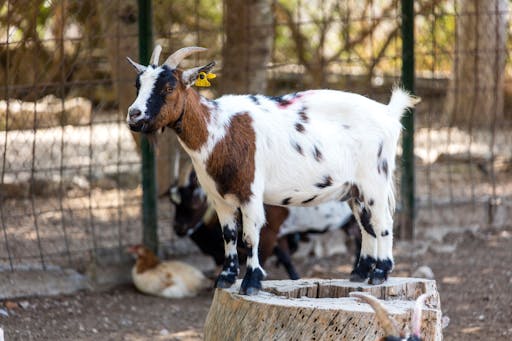 Els Calderers Country Estate Visit
