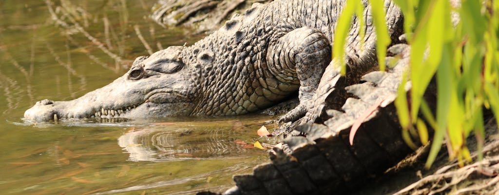 Billet d'entrée au parc Hartley's Crocodile Adventures