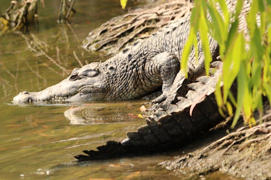 Toegangsticket voor Hartley's Crocodile Adventures Park