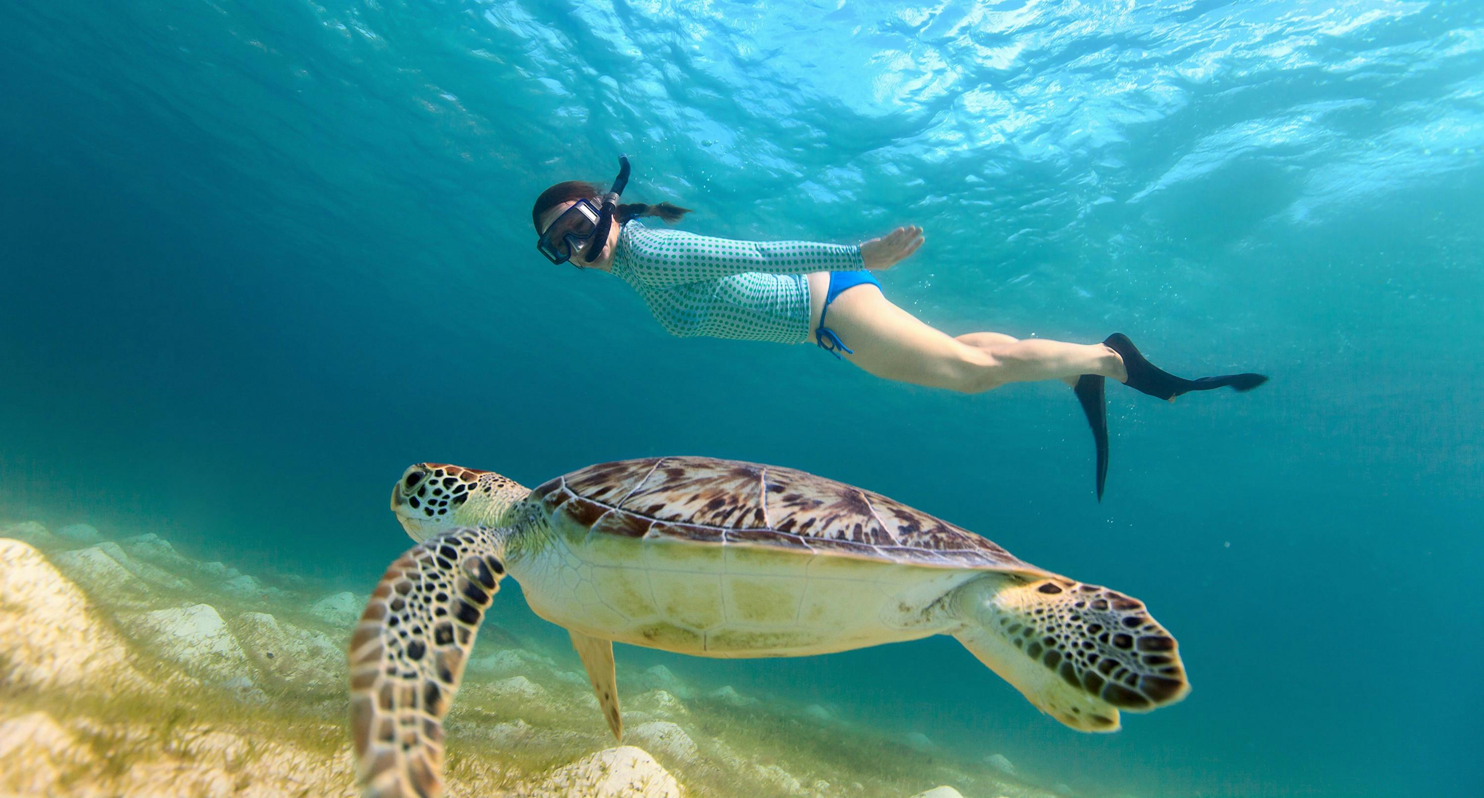 Vela snorkeling tartaruga Maho Bay
