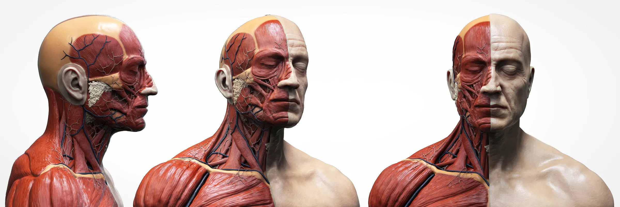 BODY WORLDS Amsterdam