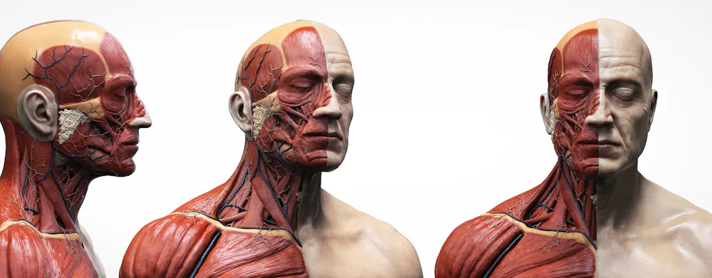BODY WORLDS Amsterdam
