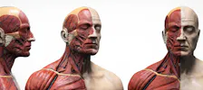 BODY WORLDS Amsterdam