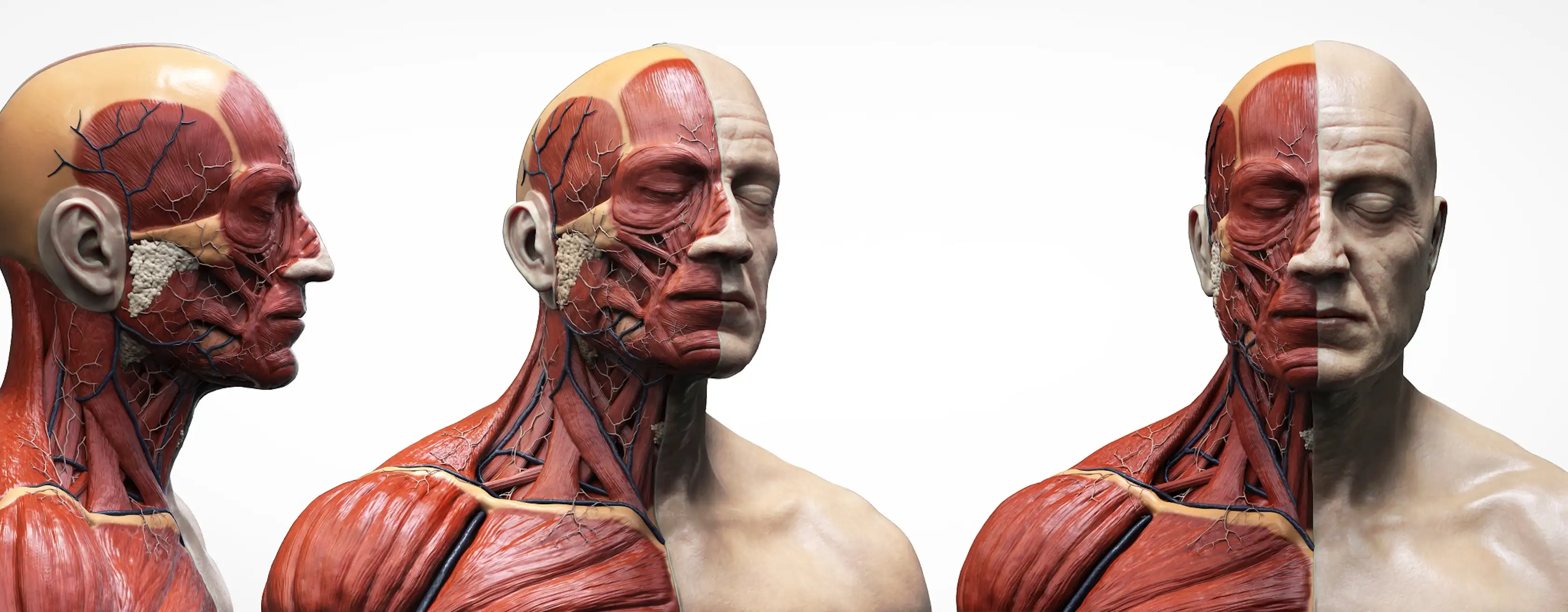 BODY WORLDS Amsterdam tickets en tours