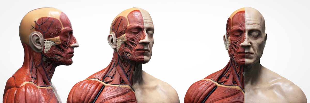 BODY WORLDS Amsterdam tickets and tours  musement