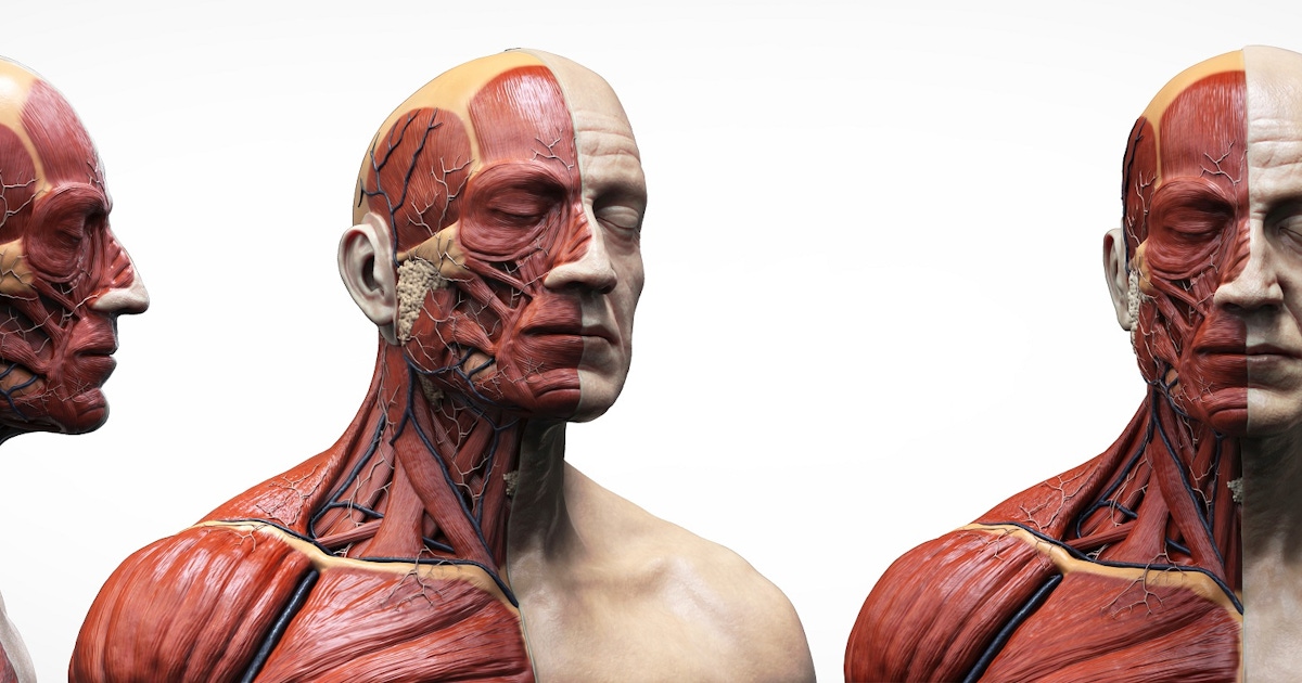 BODY WORLDS Amsterdam Real Anatomical Specimens BODY WORLDS Amsterdam Real Anatomical Specimens