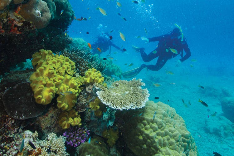 Calypso's Snorkel and Dive in the Outer Barrier Reef Tour