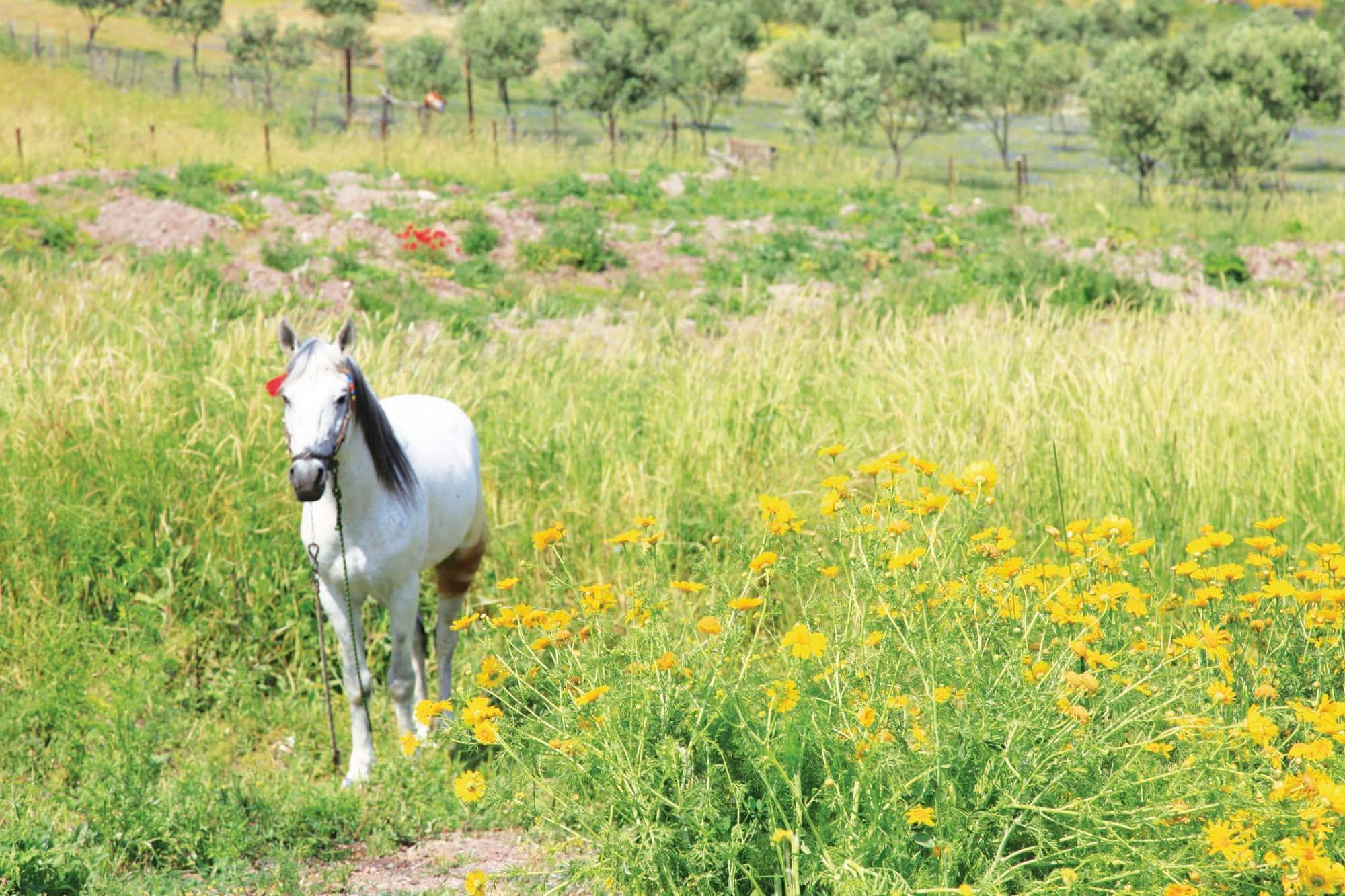 Western Lesbos 4x4 Safari