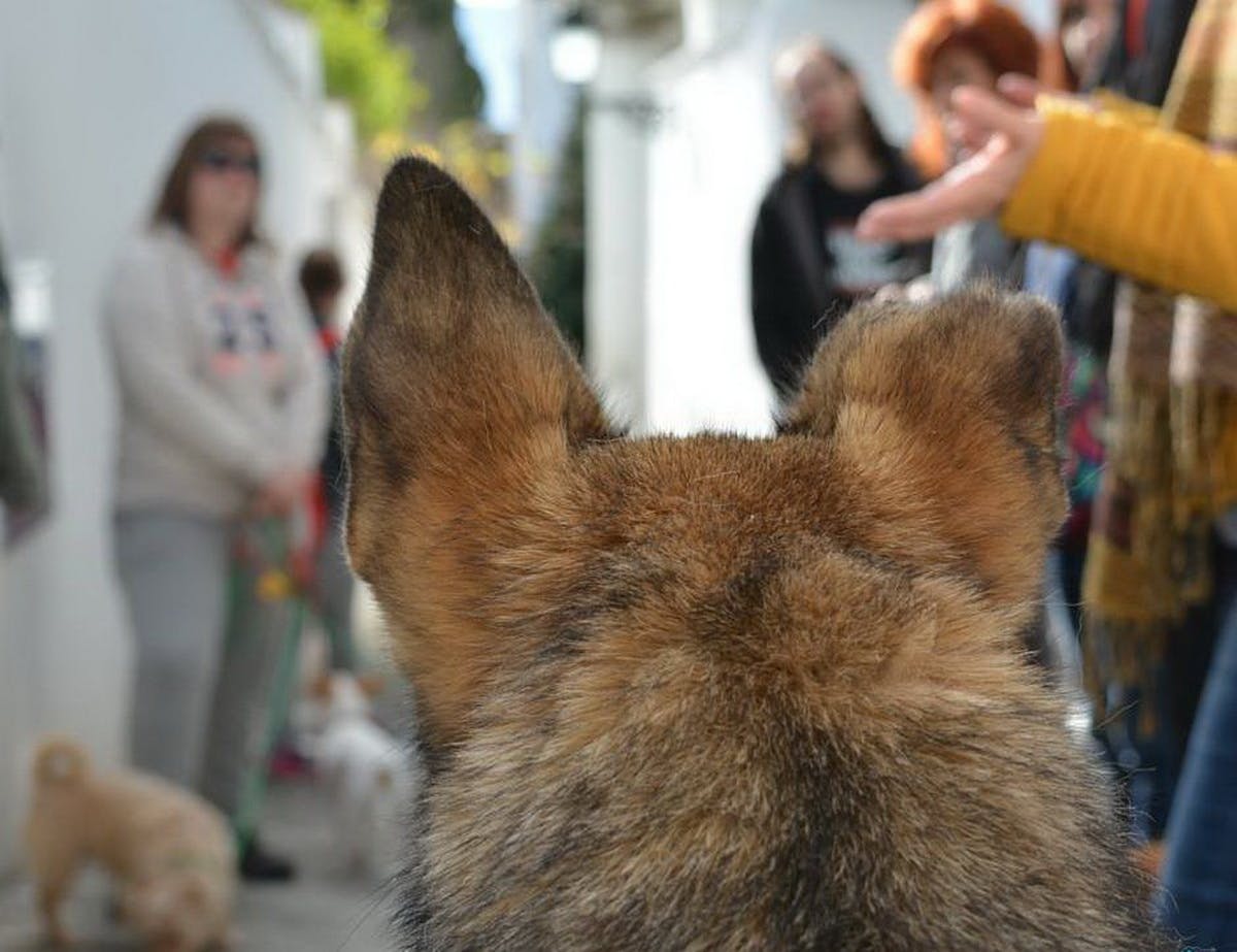Hundefreundliche Tour durch das Viertel Albaicín in Granada