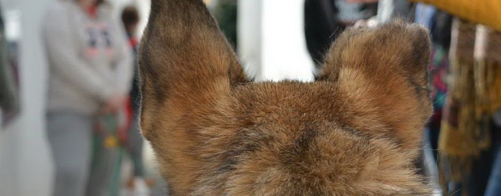 Visite amicale des chiens du quartier de l'Albaicín à Grenade