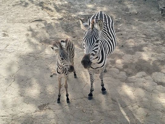 Costa Rican Savannah Safari and Wildlife Tour