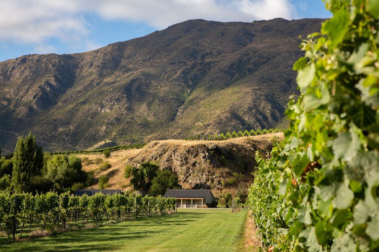 Boutique wine tour at 4 premium vineyards in Central Otago region